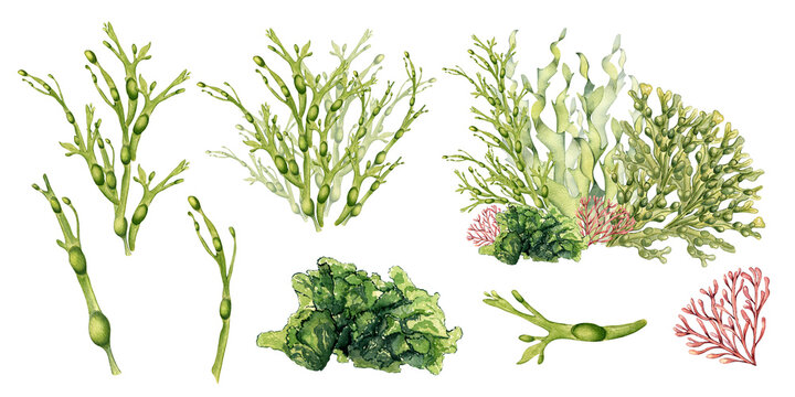 Set of green sea plant watercolor illustration isolated on white background. Ascophyllum, kelp, herb seaweed hand drawn. Design element for package, label, advertising, wrapping, marine collection