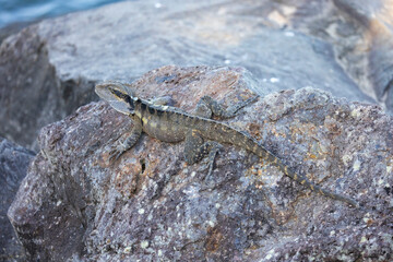 Close up of an Eastern Water Dragon in it's native habitat in Queensland, Australia