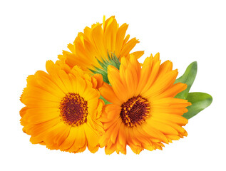 Calendula officinalis flower isolated on white or transparent background. Marigold medicinal plant, healing herb. Three calendula flowers with green leaves.