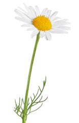 Gordijnen Chamomile flower isolated on white or transparent background. Camomile medicinal plant, herbal medicine. One single chamomile flower with green stem and leaves. © Olesia