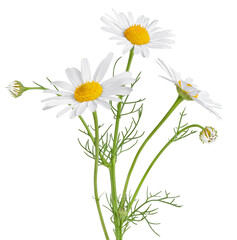 Chamomile flower isolated on white or transparent background. Camomile medicinal plant, herbal medicine. Three chamomile flowers with green stem and leaves. - obrazy, fototapety, plakaty