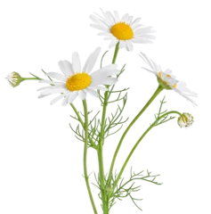 Schilderijen op glas Chamomile flower isolated on white or transparent background. Camomile medicinal plant, herbal medicine. Three chamomile flowers with green stem and leaves. © Olesia