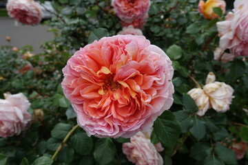 Close view of pinkish orange flower of rose in June