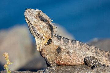 Close up of an Eastern Water Dragon in it's native habitat in Queensland, Australia - obrazy, fototapety, plakaty