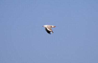 Common Silver Gull coastal bird in flight near Tweed Heads in New South Wales, Australia