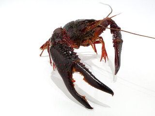 ハサミを突き出すアメリカザリガニ