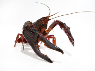 巨大なハサミのアメリカザリガニ