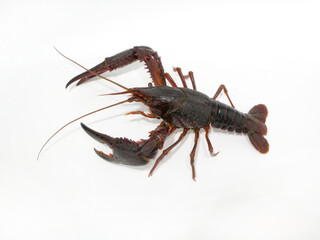 アメリカザリガニ