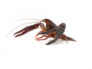 ハサミを広げたアメリカザリガニ