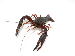 斜め上から見たアメリカザリガニ