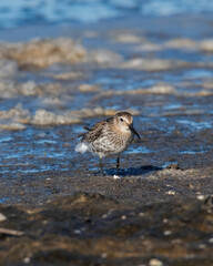 The dunlin (Calidris alpina) catching worms in the water