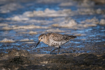 Obraz premium The dunlin (Calidris alpina) catching worms in the water