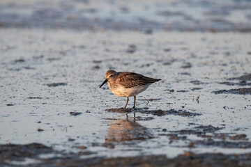 The dunlin (Calidris alpina) catching worms in the water