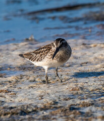 Broad-billed Sandpiper, Limicola or Calidris falcinellus