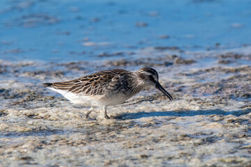 Obraz premium Broad-billed Sandpiper, Limicola or Calidris falcinellus
