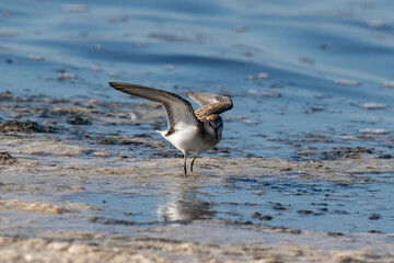 A Little Stint, Calidris minuta standing in the water