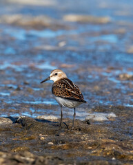 A Little Stint, Calidris minuta standing in the water