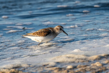 A Little Stint, Calidris minuta standing in the water