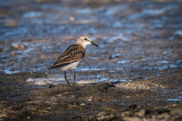 A Little Stint, Calidris minuta standing in the water