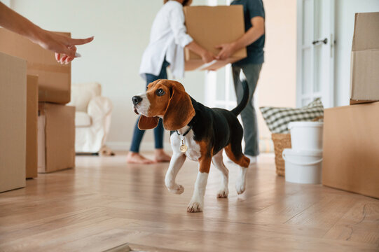 Cute dog is sitting on the floor. Young couple are moving to new home