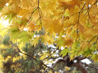 autumn leaves on a tree