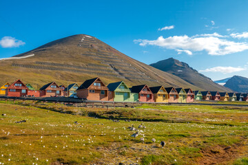 Fototapeta na wymiar Colorful old coal mining houses on the hills of Longyearbyen, with flocks of baranacle geese in the foreground, Spitsbergen, Svalbard, Norway