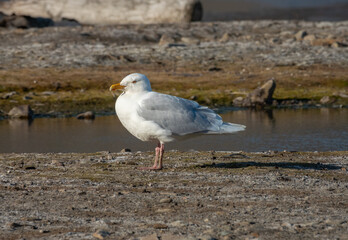 Flocks of female eider ducks protecting their ducklings from a glaucus gull, Adventfjorden, Longyearbyen, Spitsbergen, Svalbard, Norway