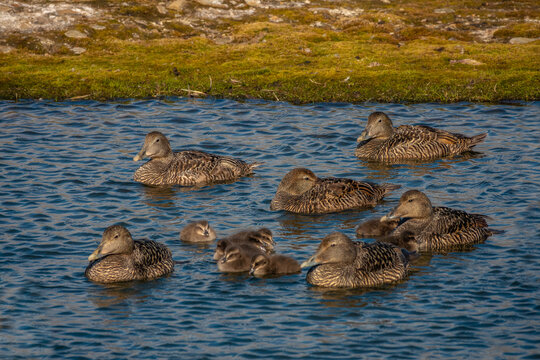 Flocks of female eider ducks with their ducklings, Adventfjorden, Longyearbyen, Spitsbergen, Svalbard, Norway