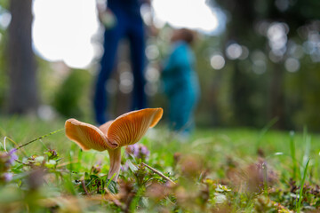 mushroom in autumn forest