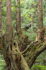 株杉の森（かぶすぎのもり）の巨大株杉　岐阜県関市