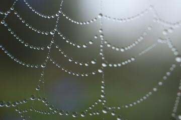 Fototapeta premium spider web with dew drops