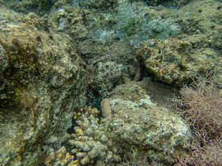 An octopus hid in a coral reef in the Red Sea.