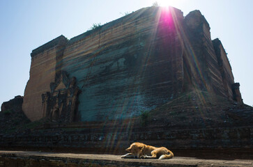 Dog enjoying sun light at Mingun Pahtodawgyi pagoda - giant ancient unfinished stupa destroyed by earthquake. Myanmar