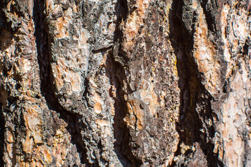 Relief texture of tree old bark close-up in the forest. Natural beautiful abstract wood pattern surface for wallpapers and backgrounds
