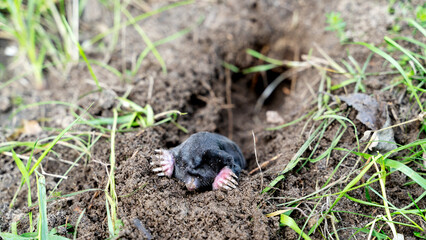 Naklejka na ściany i meble the mole comes out of the hole, the concept of fighting moles