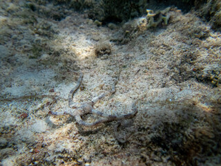 Ophiura in the coral reef of the Red Sea