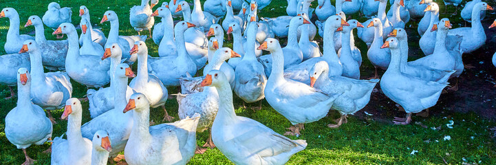gans, gänse