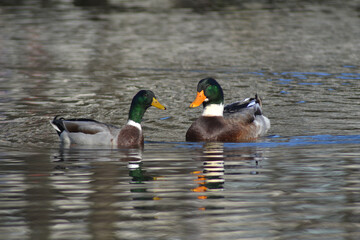 white-necked ducks in a lagoon in southern Chile