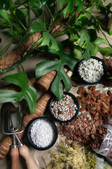 Monstera repotting time: various ingredients of healthy airy soil