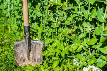 Farmer's garden tool and equipment - shovel. Concept of a garden or agricultural work at summer or spring on the plantation