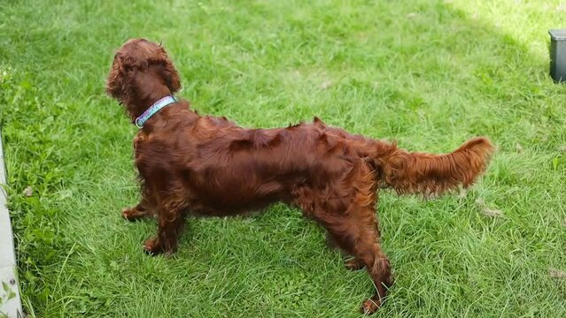 An Irish Setter dog lies in a wheat field with grass along a country road on a walk with his owner, tongue out in summer slow motion. . High quality FullHD footage