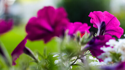 Macro de pétales de fleurs, dans un jardin, mises en valeur par le coucher du soleil