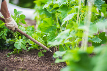 Weeding beds with agricultura plants growing in the garden. Weed control in the garden. Cultivated land close-up. Agricultural work on the plantation