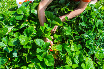 Farmer's hands close-up harvest crop of strawberry in the garden. Plantation work. Harvest and healthy organic food concept