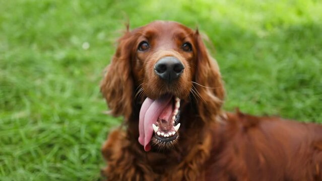 An Irish Setter dog lies in a wheat field with grass along a country road on a walk with his owner, tongue out in summer slow motion. . High quality FullHD footage