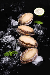 Abalone, ice cubes, fresh seafood food, black background, close-up