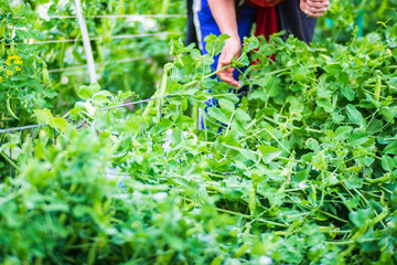 Farmer's hands harvest crop of pea in the garden. Plantation work. Autumn harvest and healthy organic food concept close up with selective focus