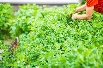 Farmer's hands harvest crop of pea in the garden. Plantation work. Autumn harvest and healthy organic food concept close up with selective focus