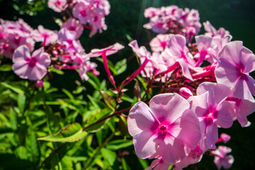 Pink flowers close-up on a sunny day in summer. Beautiful natural rural landscape with blurry background for nature-themed design and projects