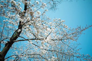ソメイヨシノと空